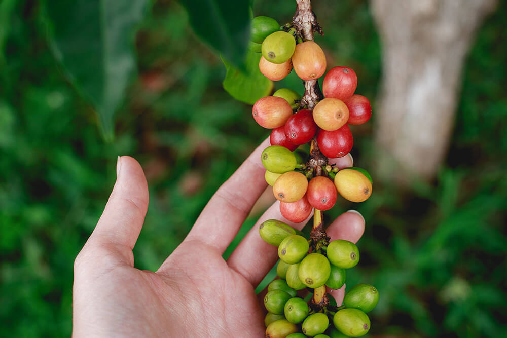 7 Things You Should Know Before Buying Coffee Beans