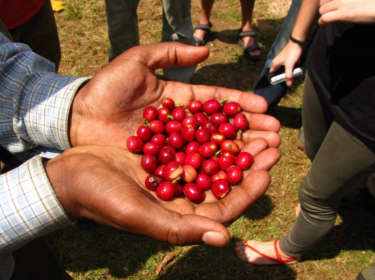Mr. Kebede Genale, Ethiopia Natural
