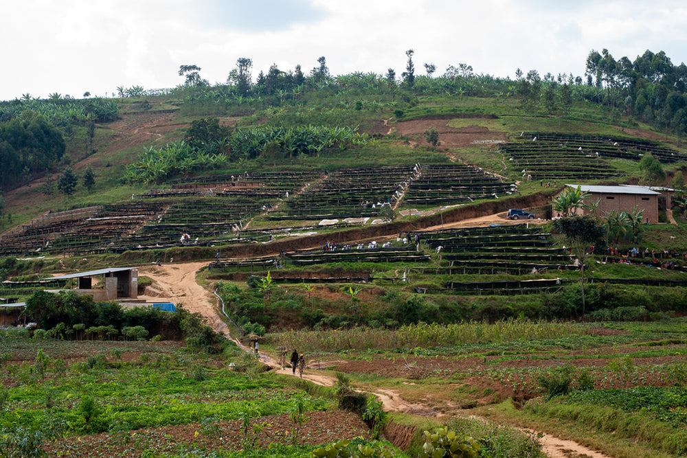 
                  
                    Burundi Izuba Anaerobic Natural.
                  
                