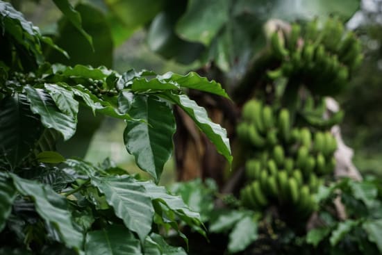 CARLOS LEMUS — EL SALVADOR