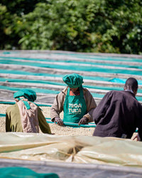 Ethiopia Tega & Tula- Limu Washed Organic